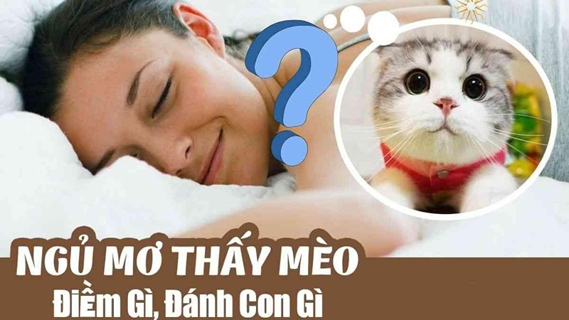 Gợi ý con số may mắn khi nằm mơ thấy mèo