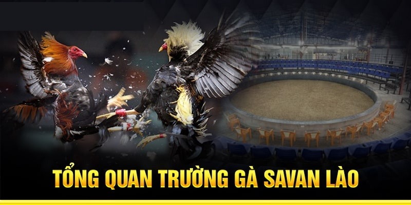 Lý do đông đảo kê thủ lựa chọn theo dõi trường gà Savan