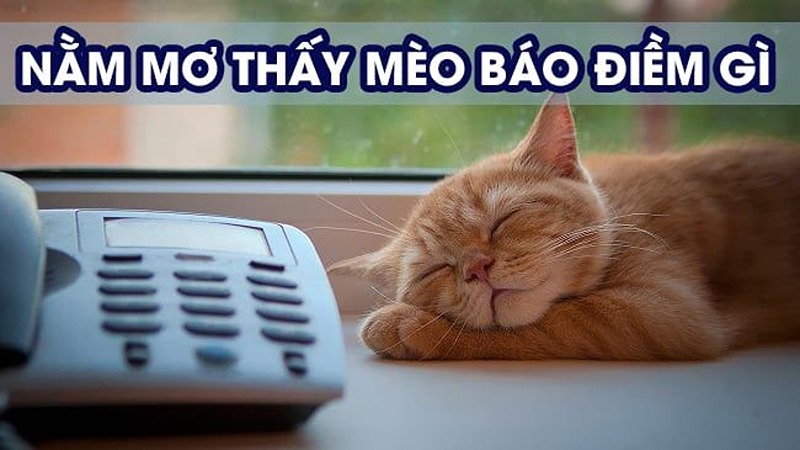 Điềm báo nằm mơ thấy mèo