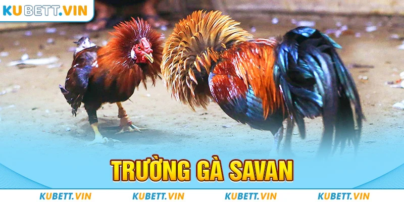 Trường Gà Savan - Điểm Đến Lý Tưởng Cho Tín Đồ Đá Gà